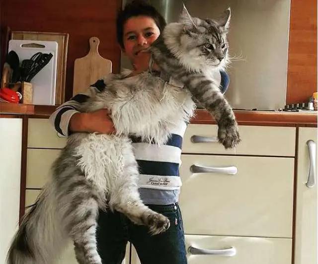 美国最可爱的猫,美国最有代表性的猫