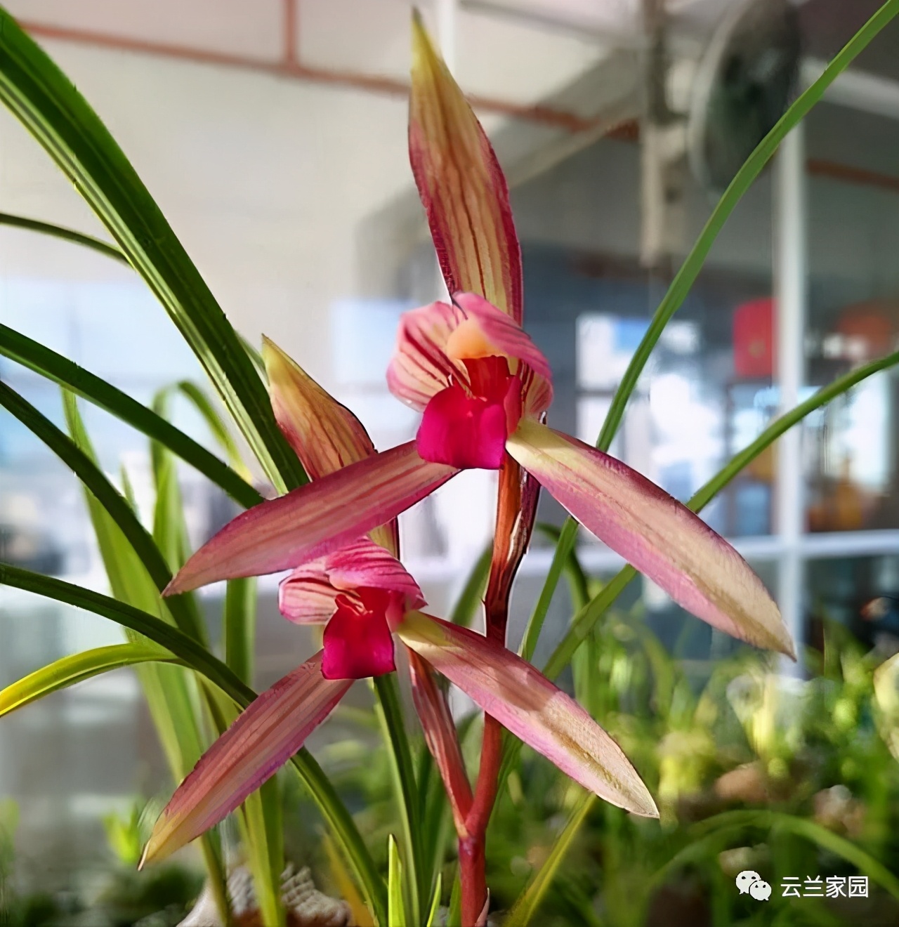 这5款红色的多肉好看好养到爆,五种最香的兰花品种