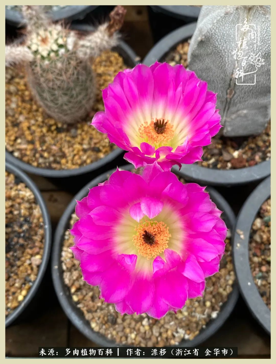 仙人球开花并散发着香味,仙人球花盛开吐露芬芳