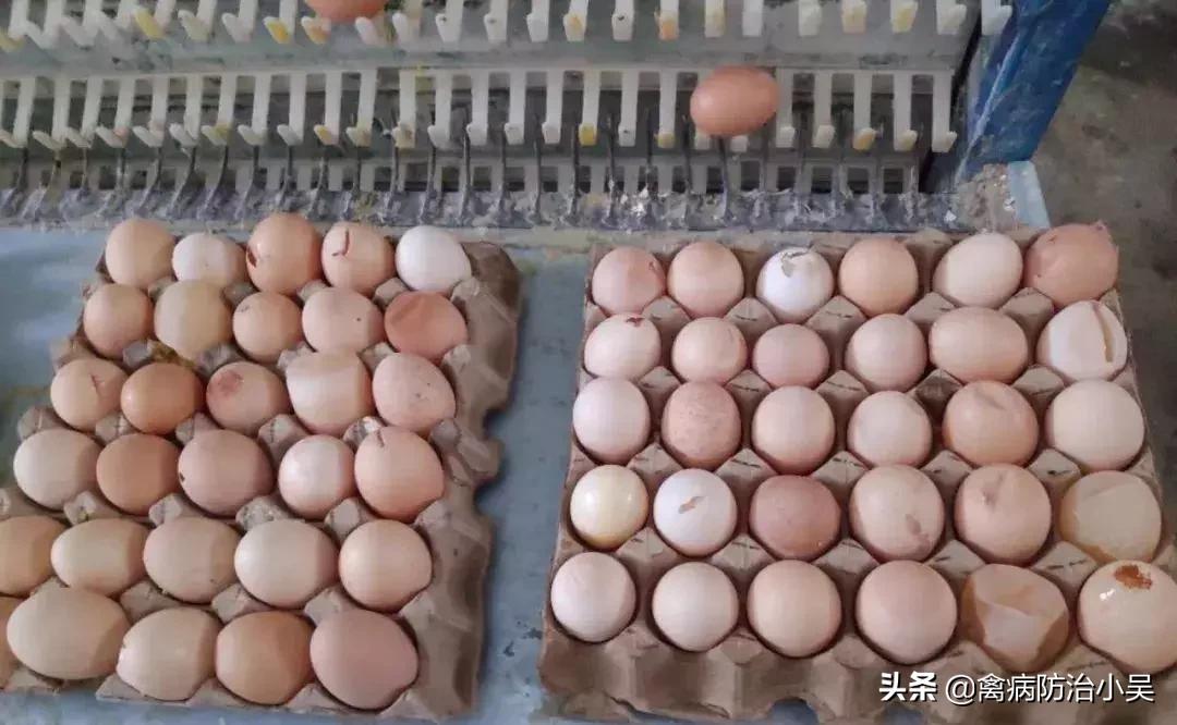 蛋鸡输卵管炎产软蛋,蛋鸡输卵管炎症有什么表现