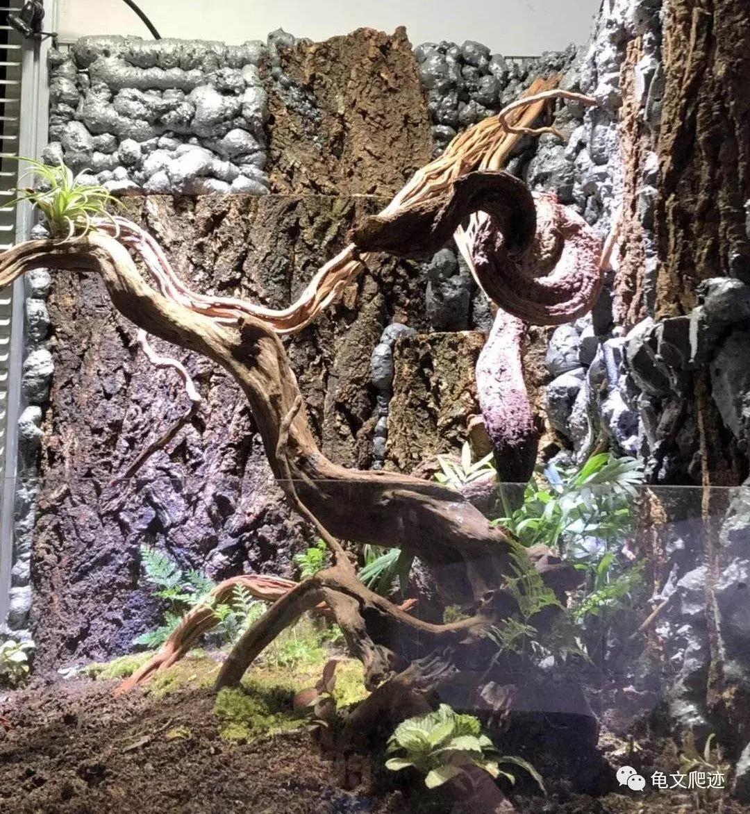 半水龟环境布置,最好玩的半水龟