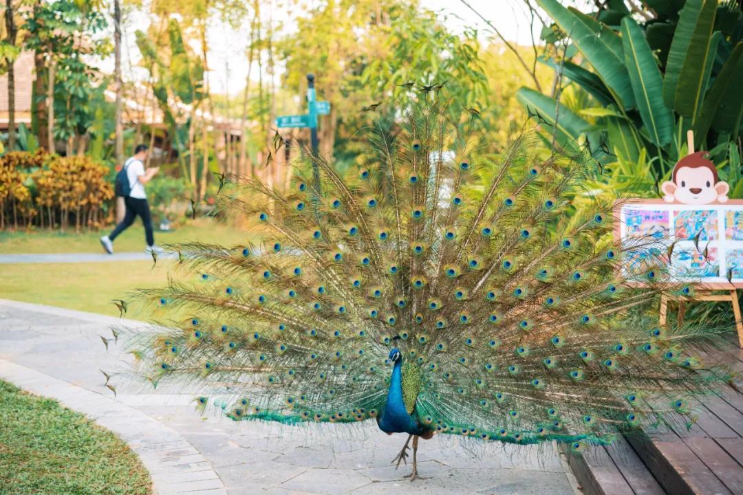 西双版纳蓝孔雀江景主题酒店,西双版纳告庄双景酒店攻略