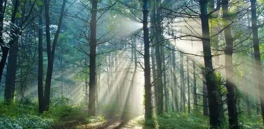 安信纯实木怎么样,安信实木老榆木