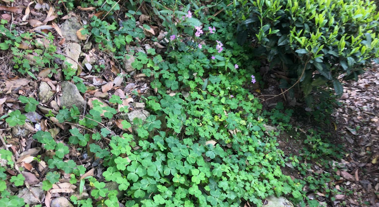 铜锤草别名大全,中药材铜锤草