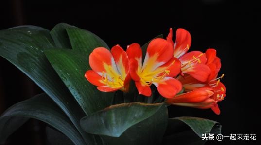 君子兰容易生什么虫,君子兰小飞虫