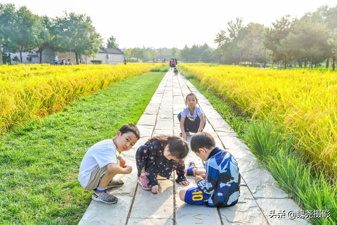 北京北坞公园里的京西稻又熟了，曾经只有皇上才能吃上这儿的大米