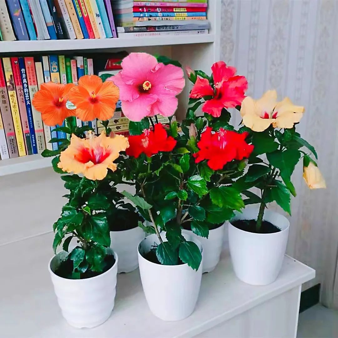 扶桑花养护方法大全,春天养这7种花