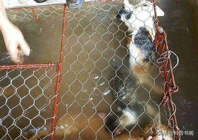 越南人为什么吃猫会如此上瘾,越南人为什么要吃那么多猫