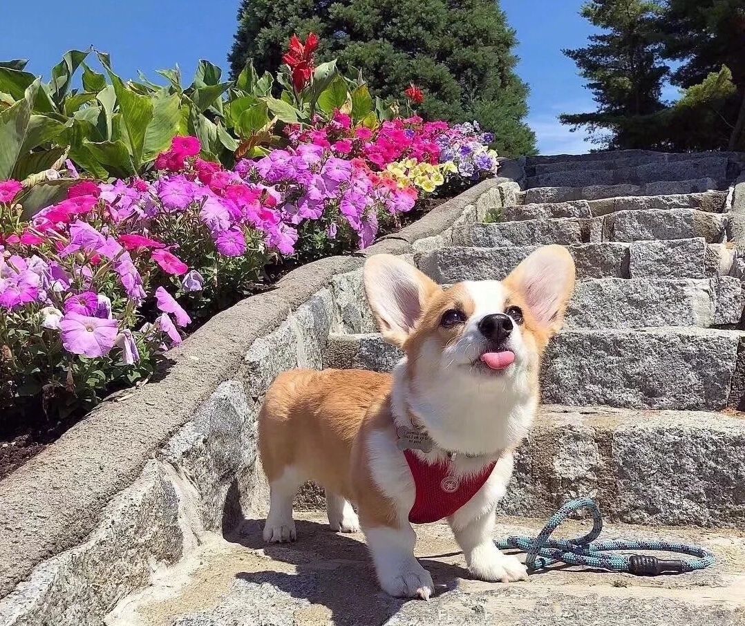 柯基犬的七个弱点最好不要吓唬它,柯基犬最讨厌的7件事