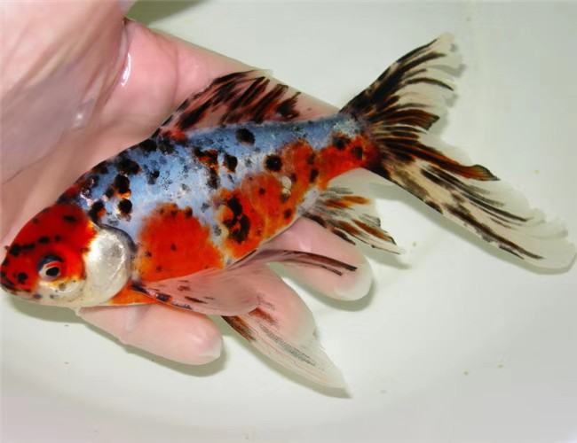 适合懒人养的冷水鱼锦鲤,锦鲤空气缸怎么养详细介绍科普