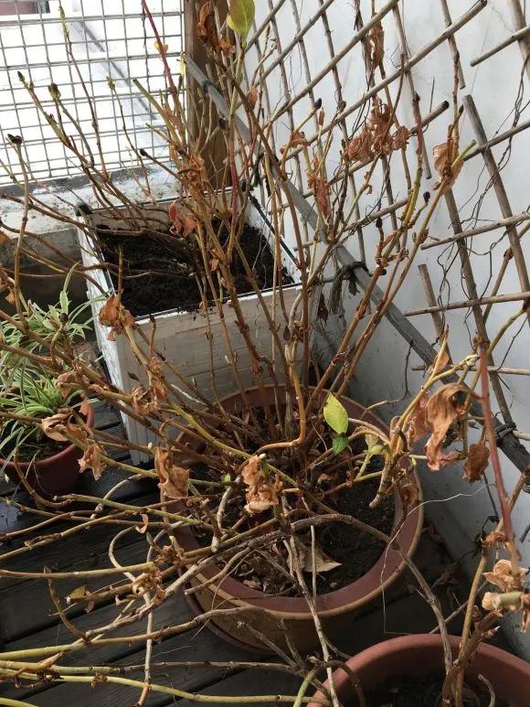 5种花随便养都能活,5种花叶子不能喷水一喷就全烂了