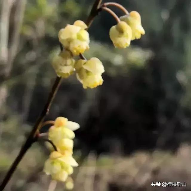 春游|五府山踏青蜜蜂谷