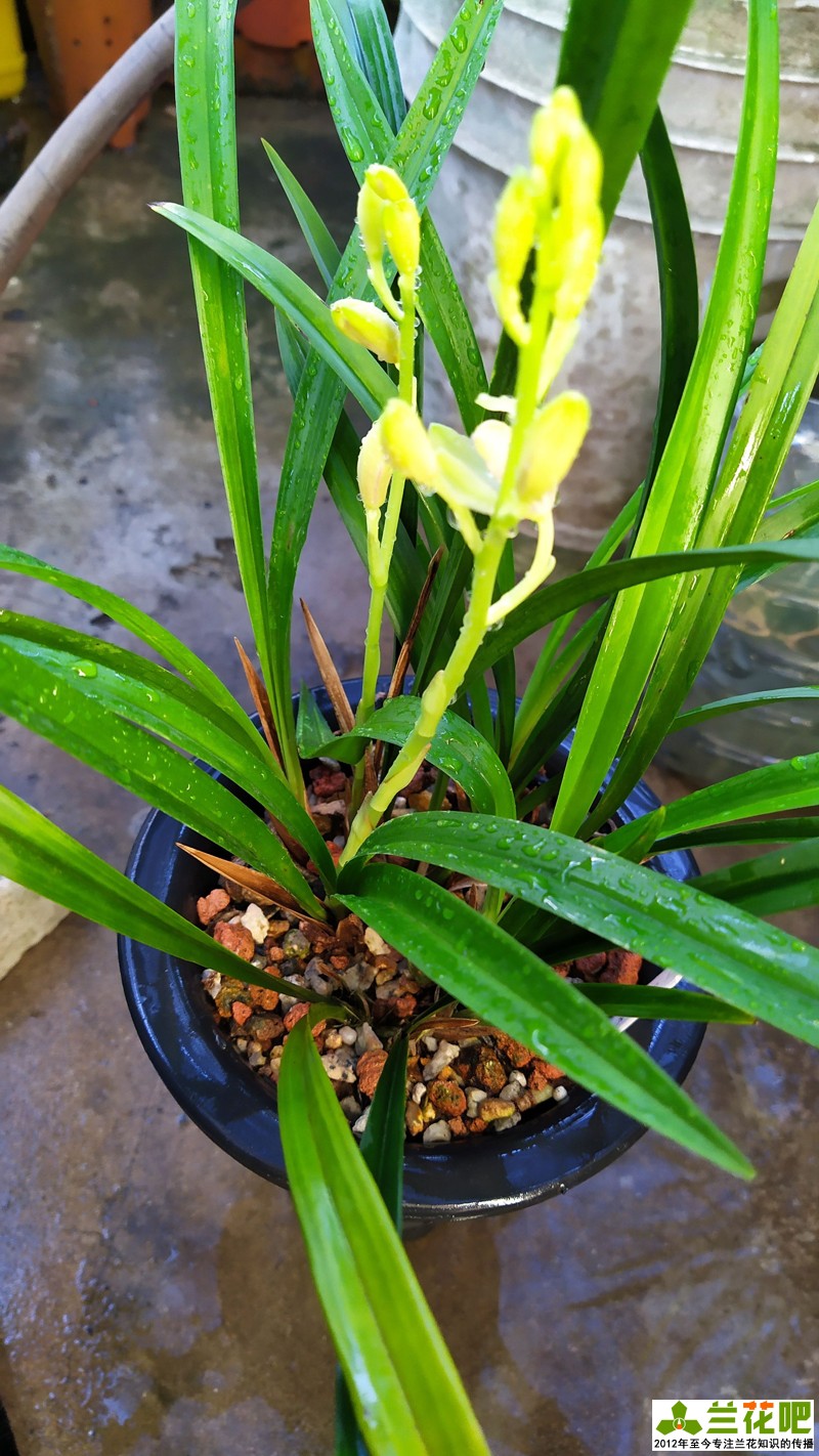 兰花是喜湿还是喜干怎么浇水,湿植料种兰花要马上浇水吗