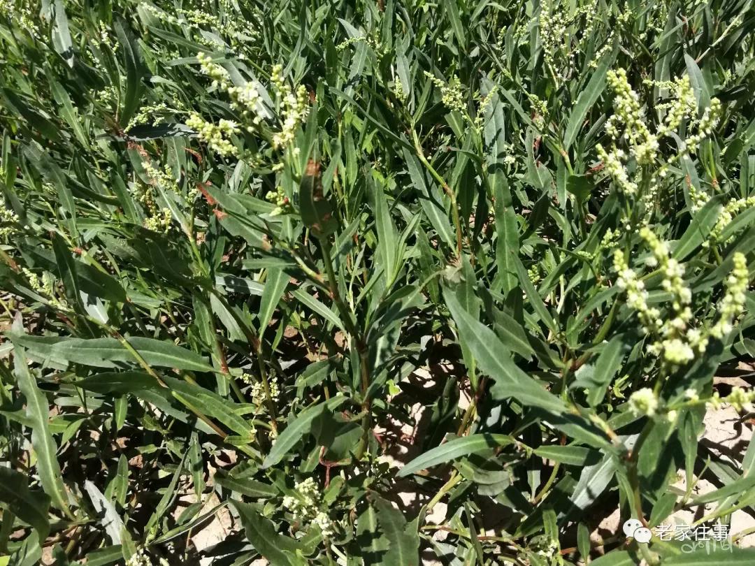 农村生活实拍,农村生活污水处理