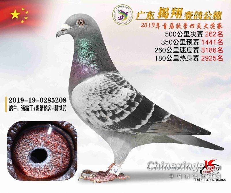 海霸王詹森纪录,冠霖公棚2017年获奖鸽欣赏