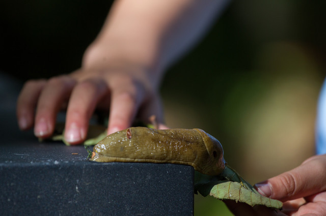 警惕雨后出现的大蜗牛千万别碰,下暴雨时蜗牛会怎样生活