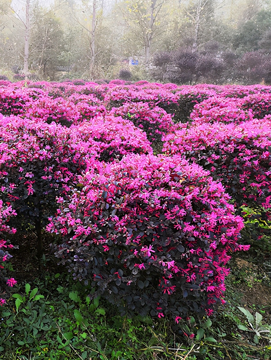 湖南哪里可以批发红桎木球,价格多少