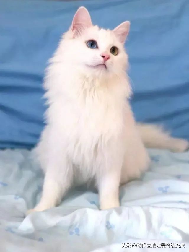 中华田园猫的寿命一般有多少年,中华田园猫哪种捉老鼠最厉害