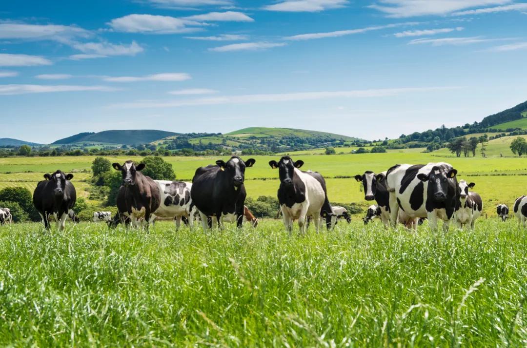 aerabo新西兰奶粉,aerabo爱尔兰进口