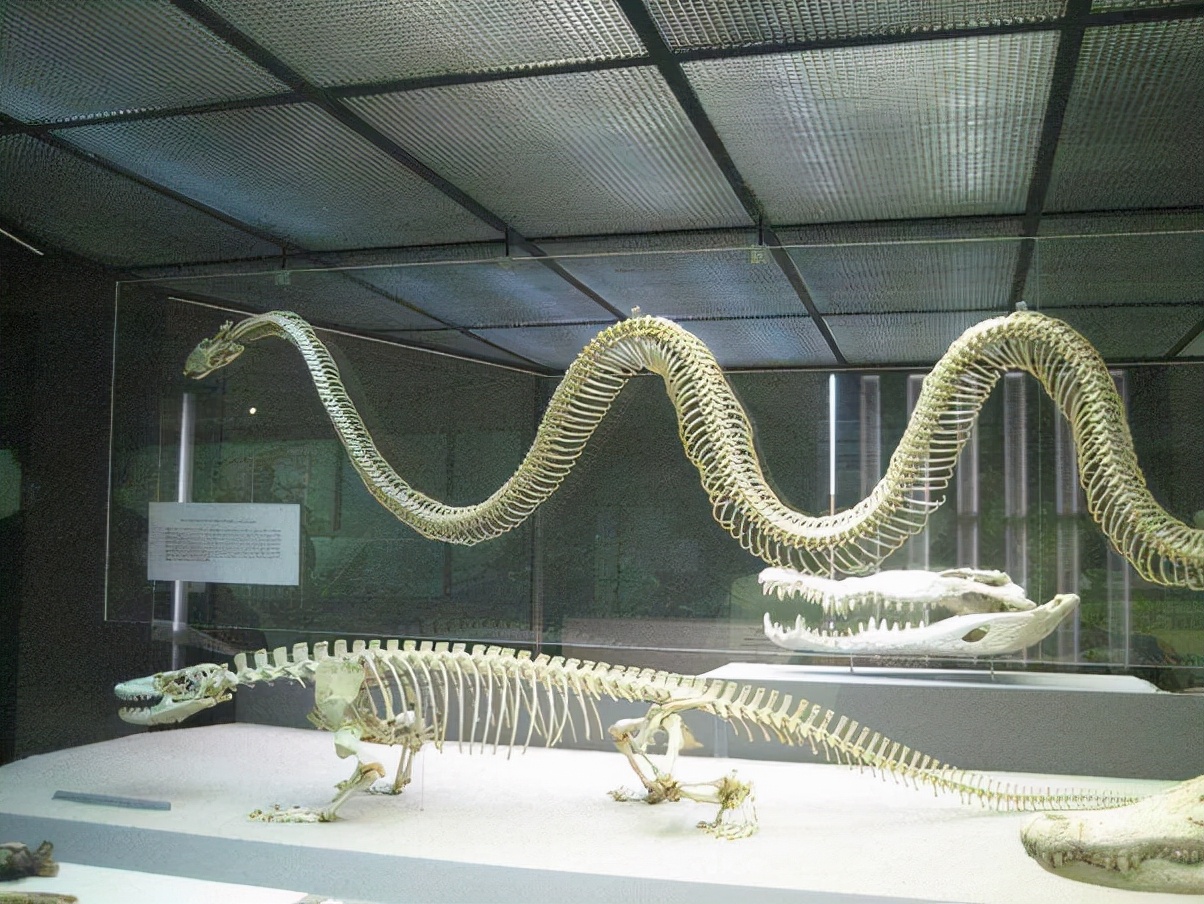 蛇的骨骼结构图,蛇的下颚能长多大