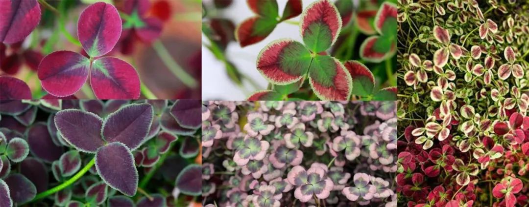 有什么三叶草叶子比花好看,能轻松找到四片叶子的彩叶三叶草