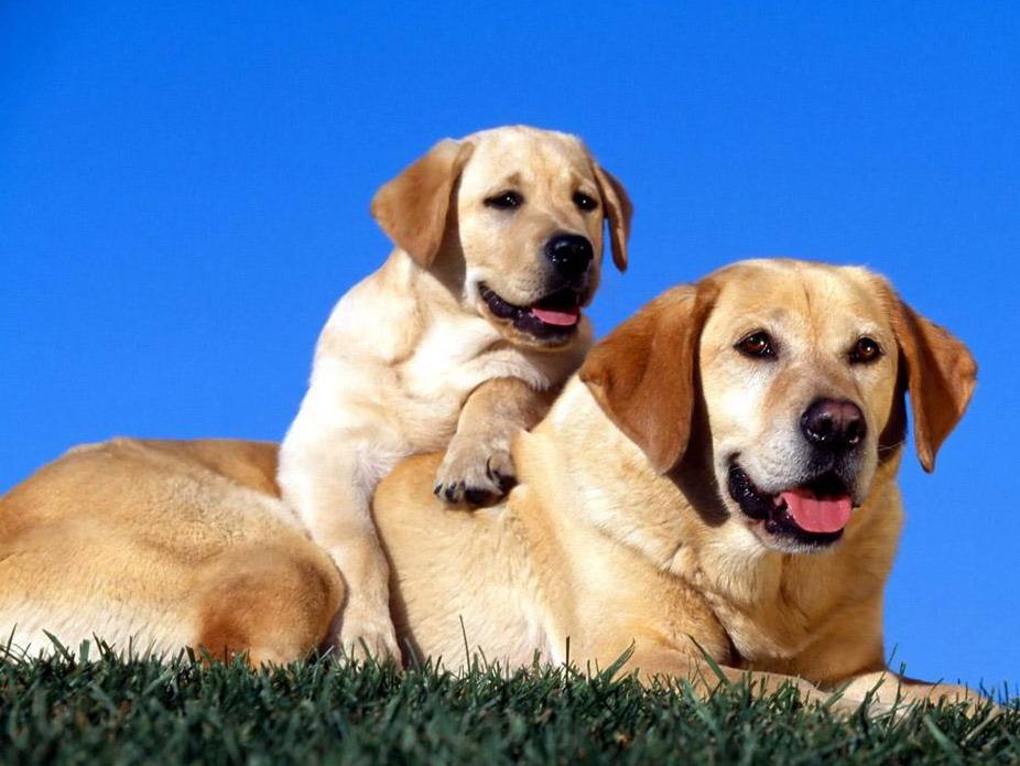 黑白花四眼宠物狗是什么品种,宠物狗智商排名前十名的品种