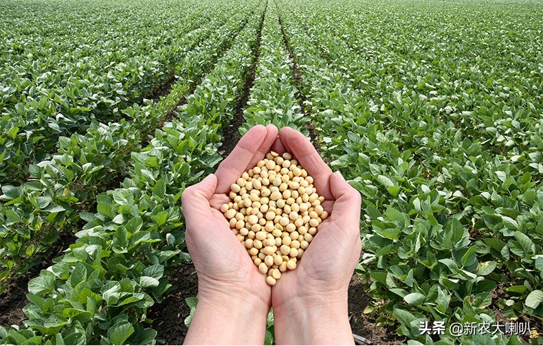毛豆打什么药才能使豆荚饱满,大豆不饱满怎么防治