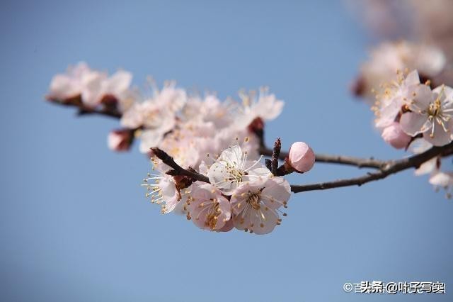 美文合欢树,散文合欢树