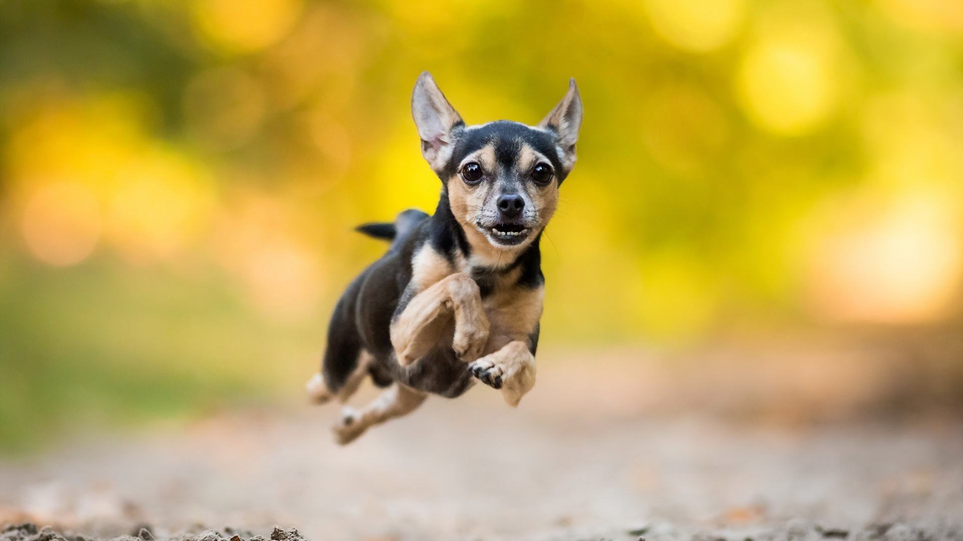 狗狗老是咔咔是怎么了,狗狗老是啃主人的手要制止吗