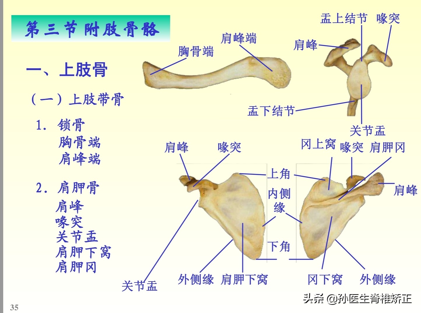 解剖学基础ppt完整版,人体系统解剖学ppt完整版