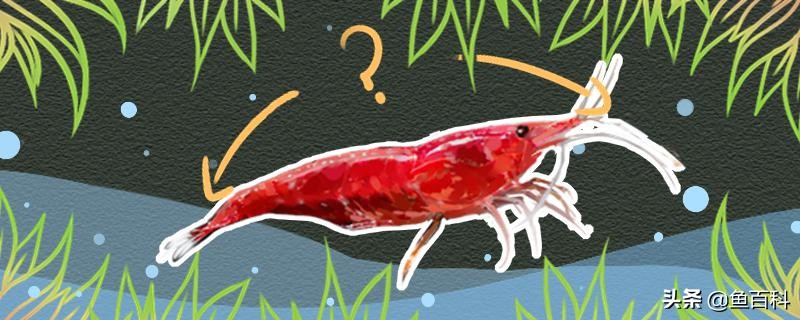 樱花虾怎么养要多少度,樱花虾需要喂食吗