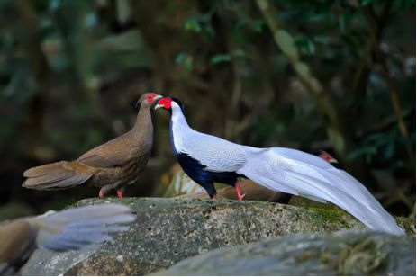 这些动物明明是“夫妻”，却没有长出一副“夫妻相”！