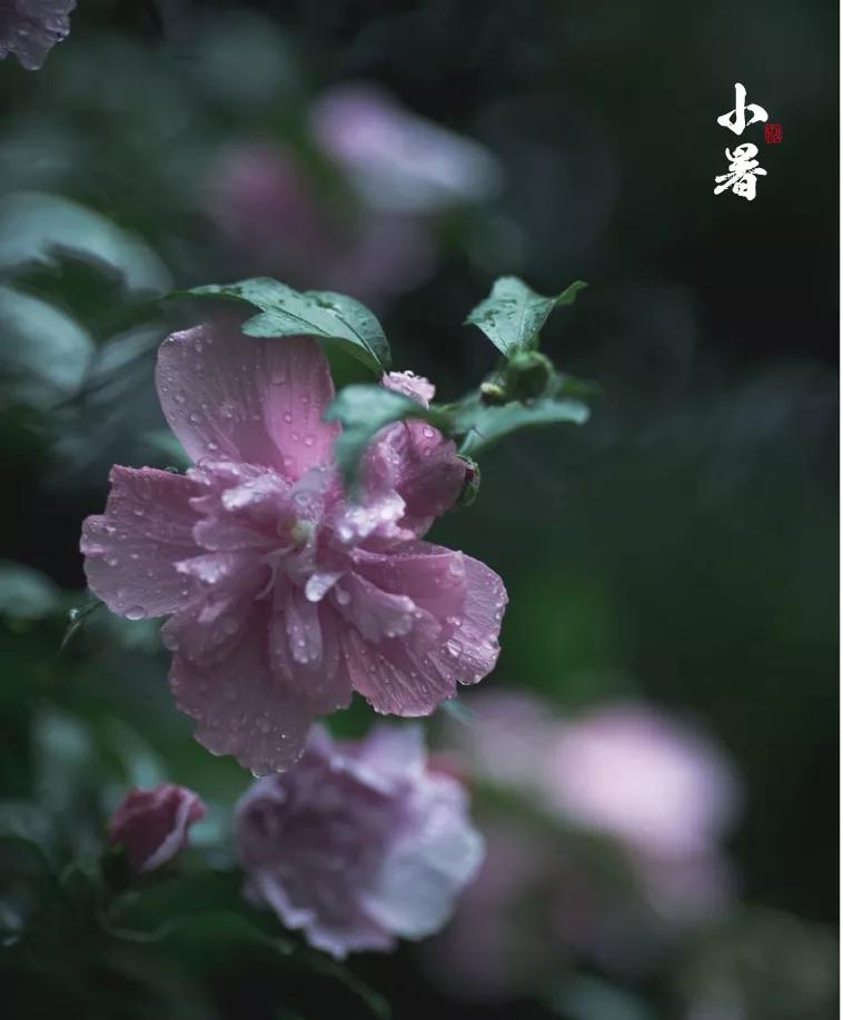 大暑的五种美,小暑的七种食物