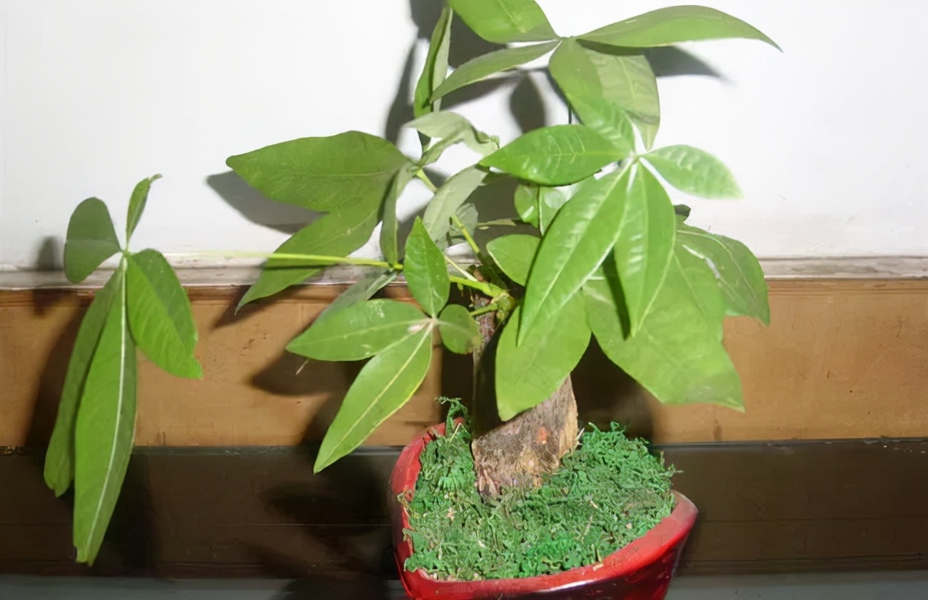 发财树主干一半腐烂变软怎么处理,发财树主干腐烂怎么补救方法