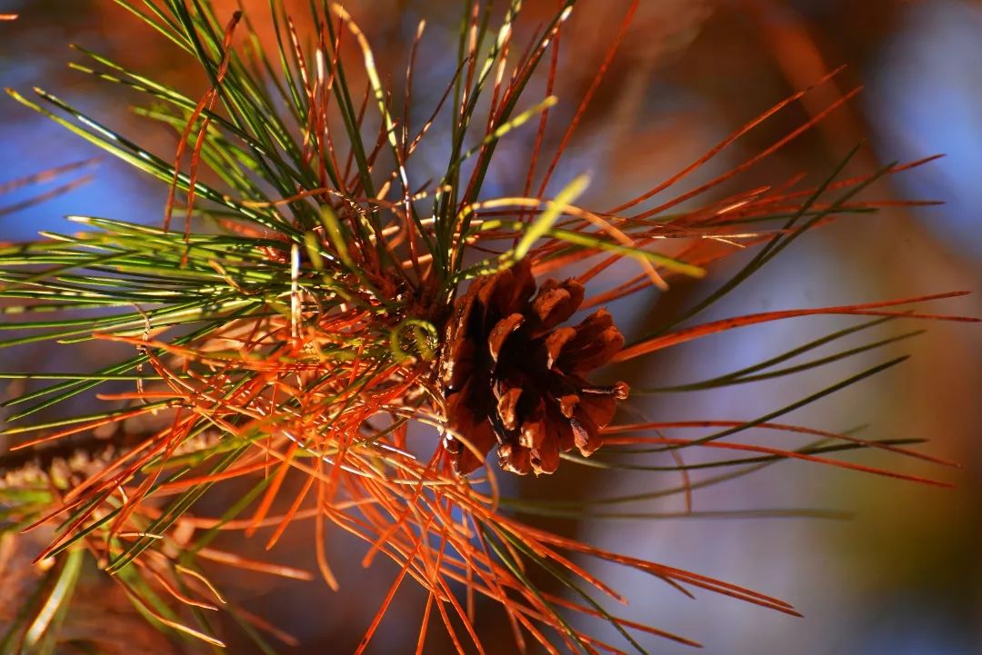 延安黄陵：醉美金秋仙遇黄陵