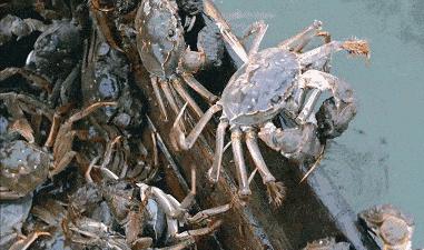 阳澄湖大闸蟹蟹黄蟹膏哪种好吃,去阳澄湖吃大闸蟹蟹黄