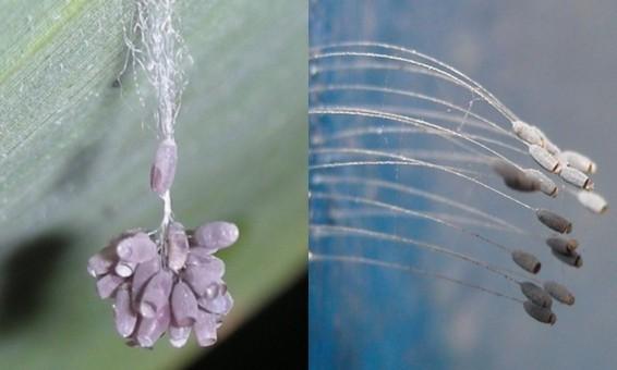 曼珠沙华和哪种花一起好看 (昙花曼珠沙华)
