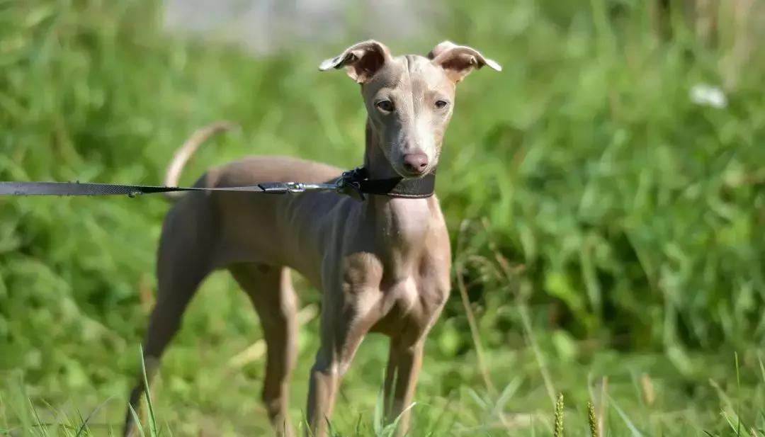 长相可爱但是战斗力爆棚的犬,有些狗虽然外表看起来靓丽可爱