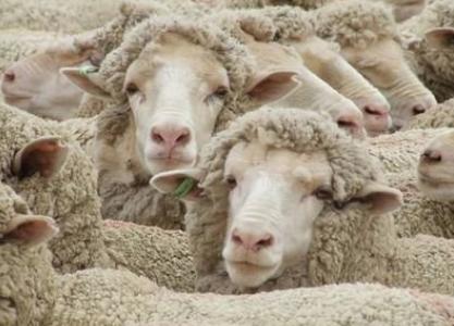 你半个朋友圈的微商，都在跪求河南这个6000人的“小破村”？