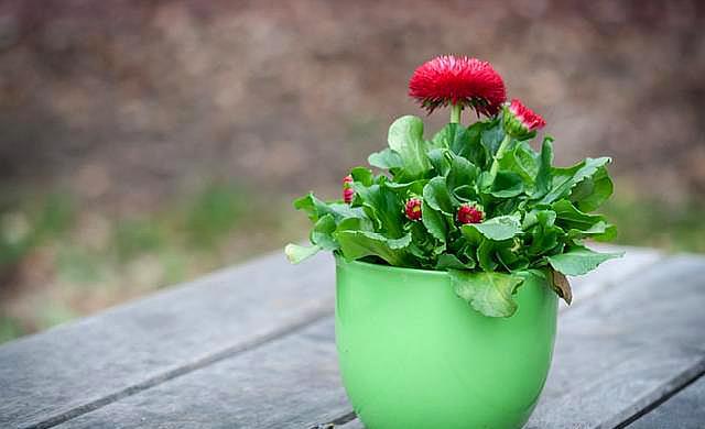 盆栽花里生小飞虫有什么药治飞虫,盆栽飞虫怎么消灭