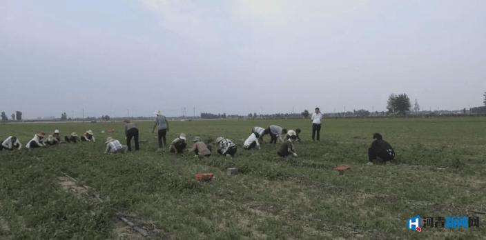 邢台南和农业有什么致富路 (邢台市中药材种植扶持力度)