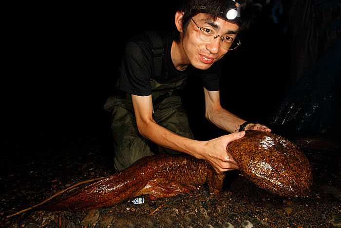 罕见野生娃娃鱼成功获救,野生娃娃鱼放生的危害