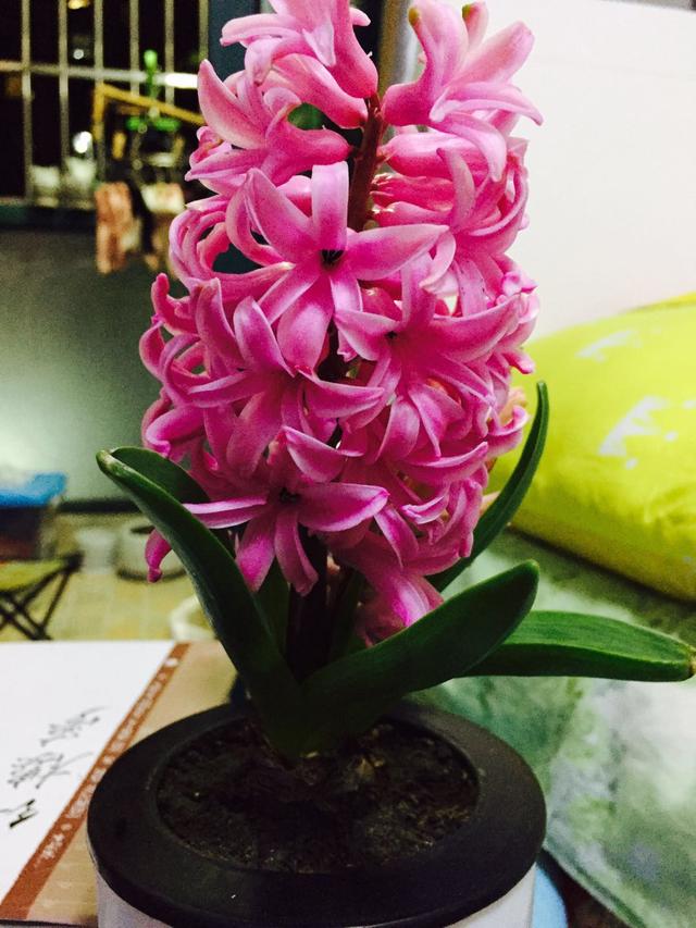 这八种花千万不要花钱购买了,碰到这4种花再漂亮也别买