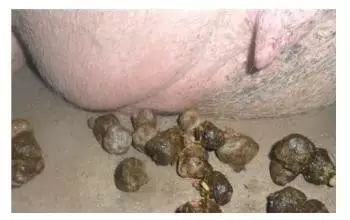 猪拉羊粪蛋怎么治疗,猪拉粪干怎么处理
