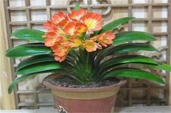 室内放什么植物净化空气最好，十大强力净化空气的植物