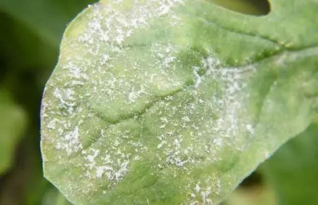 花卉白霉病用什么药,花卉长白粉病用什么药