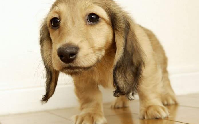 狗狗必须知道的10个常识,狗狗的这些常见行为你能理解吗