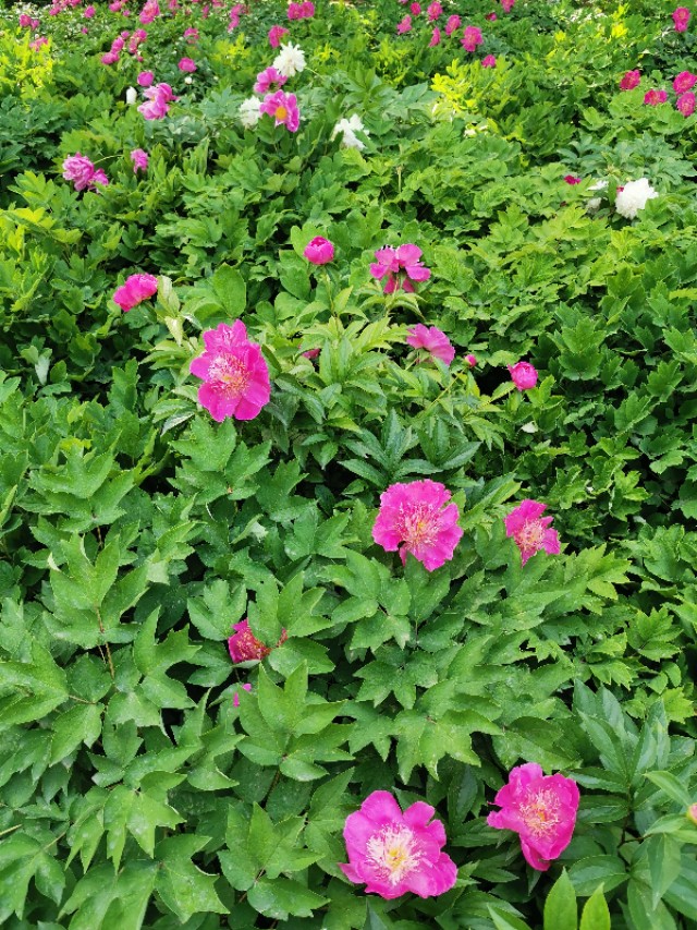 石家庄有哪些免费玩的地方—世纪公园