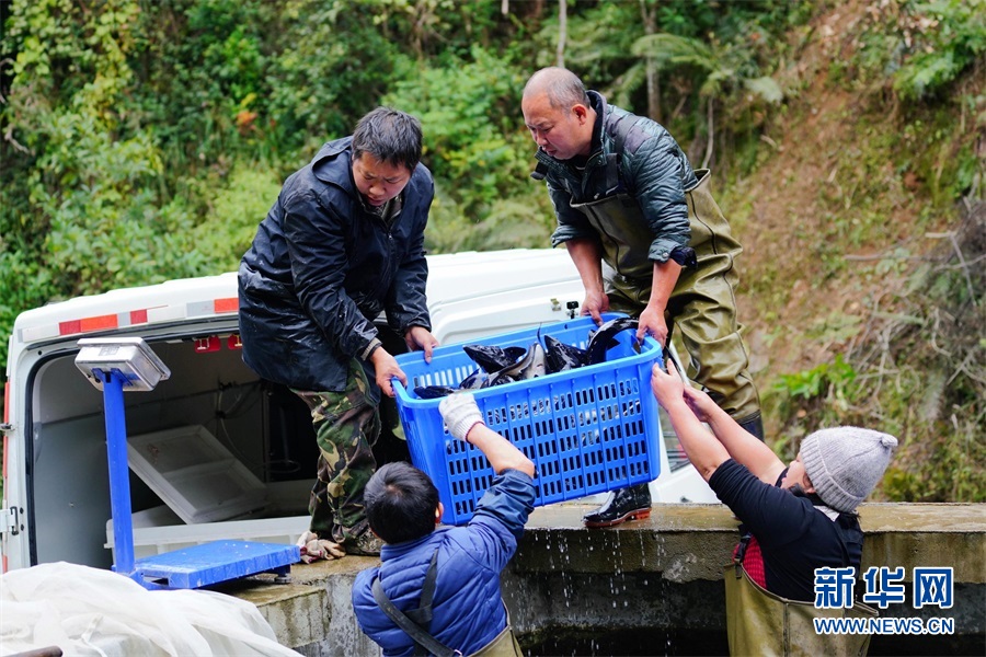 美人鱼白手起家,美人鱼创业