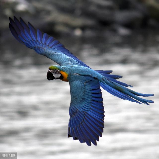 鹦鹉户外放飞训练,鹦鹉户外放飞怎么训练高处往下飞